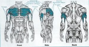 Muscles activated by barbell bench press